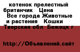 котенок прелестный британчик › Цена ­ 12 000 - Все города Животные и растения » Кошки   . Тверская обл.,Бежецк г.